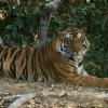 kanha jungle 1